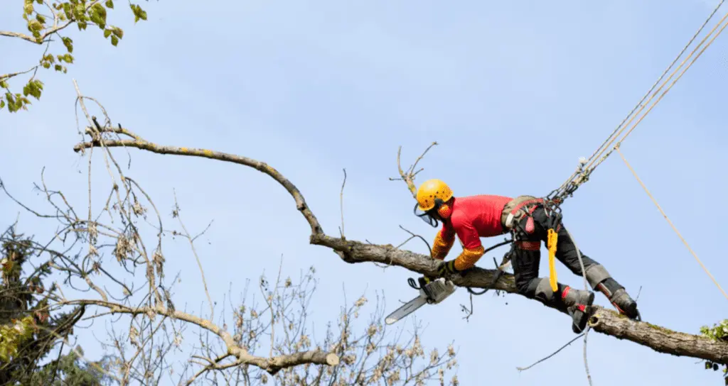 Tree service business buyer reviewing acquisition documents with multiple trucks visible in background