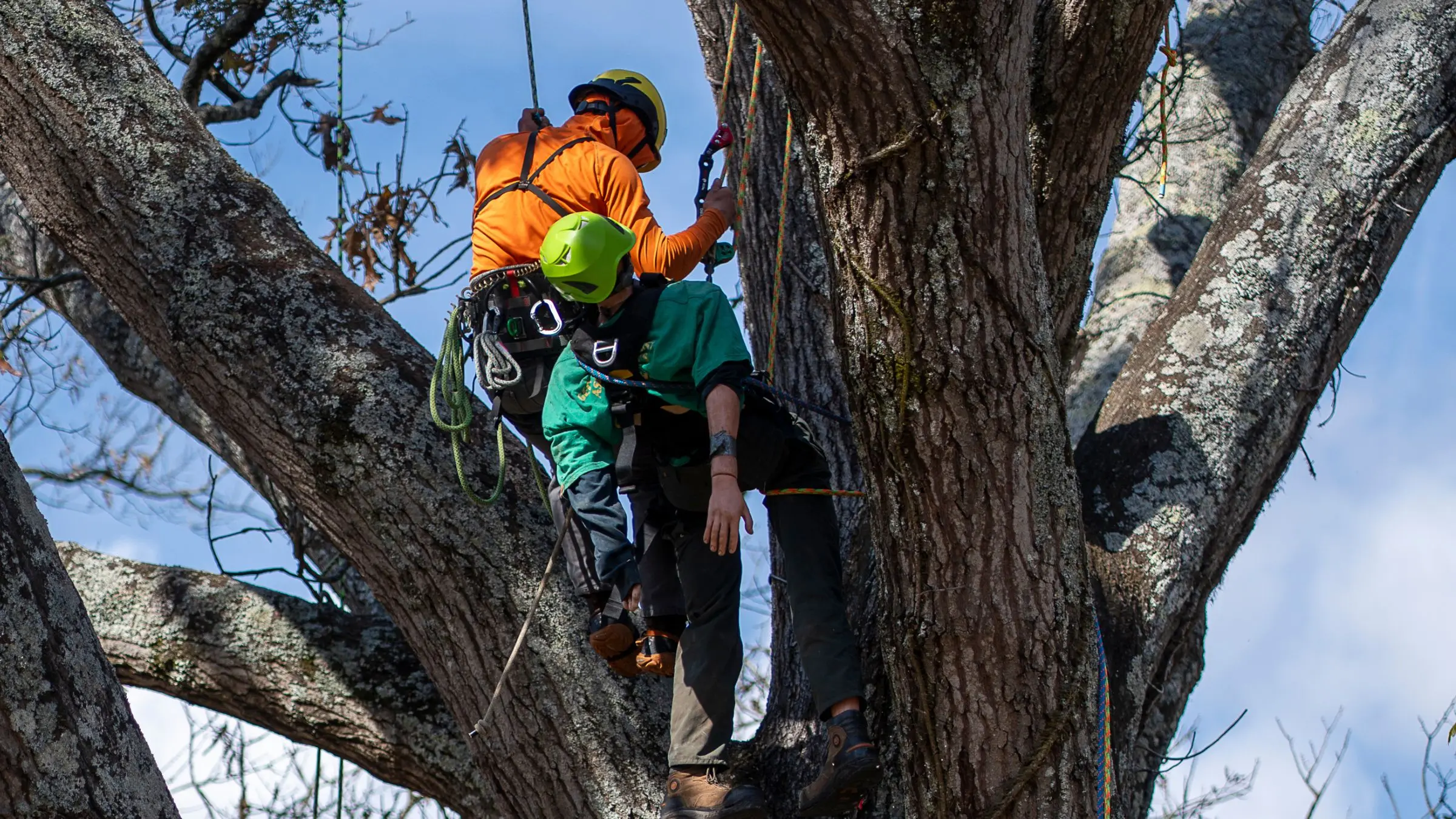 Tree service business owner planning operations with truck, chainsaws, and equipment in the background