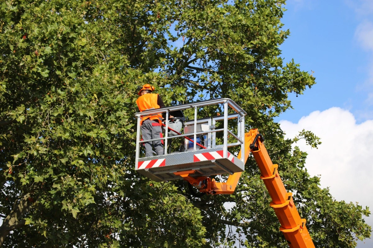 Tree service business owner reviewing valuation reports and financial documents at office desk