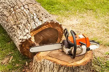Chainsaw resting on a freshly cut tree stump after a removal job
