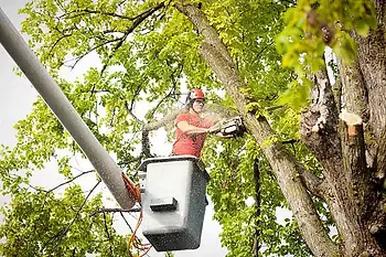 Tree service worker in a bucket lift using a chainsaw to trim branches with sawdust flying