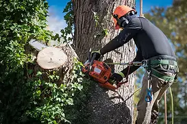 Tree service worker with safety harness and chainsaw removing a large tree