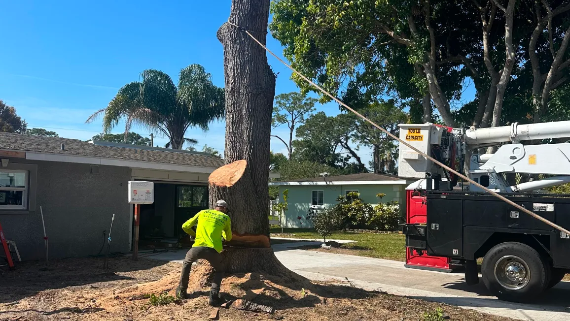 An Arkansas tree service crew clearing ice-storm damage from a large oak in a Little Rock residential neighborhood with a bucket truck extended overhead