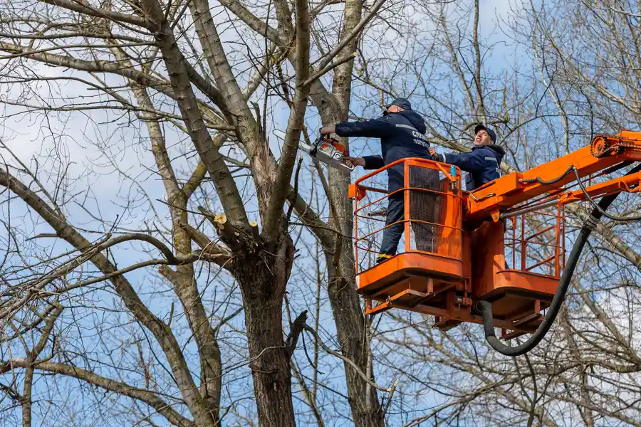 A Louisiana tree service crew clearing a downed live oak in a New Orleans Garden District street after a tropical storm event with a bucket truck and chipper staged on the road