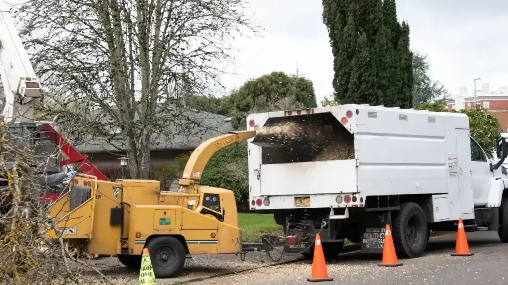 Massachusetts tree service crew working on a mature elm in a historic Boston-area neighborhood