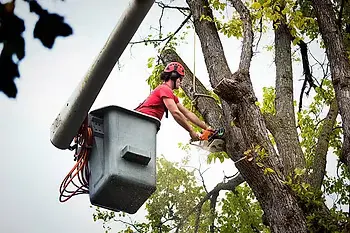 Tree service worker in a red helmet leaning out of a bucket lift to trim branches high in the canopy of a large deciduous tree