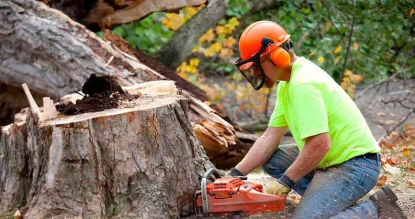 A Missouri tree service crew removing a storm-damaged silver maple in a Kansas City neighborhood with a chip truck and bucket truck staged at the curb