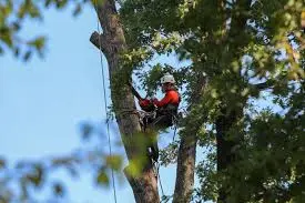 New Jersey tree service crew working on a mature oak in a dense suburban neighborhood