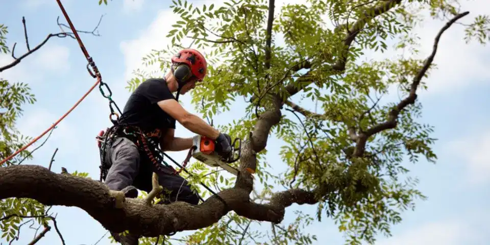 Tennessee tree service crew working in mountainous Smoky Mountain landscape