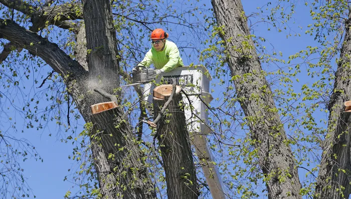 Tree service work in Virginia