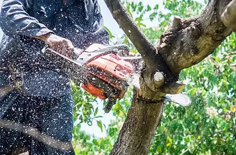 Wisconsin tree service crew working on a mature oak in a Northwoods residential setting