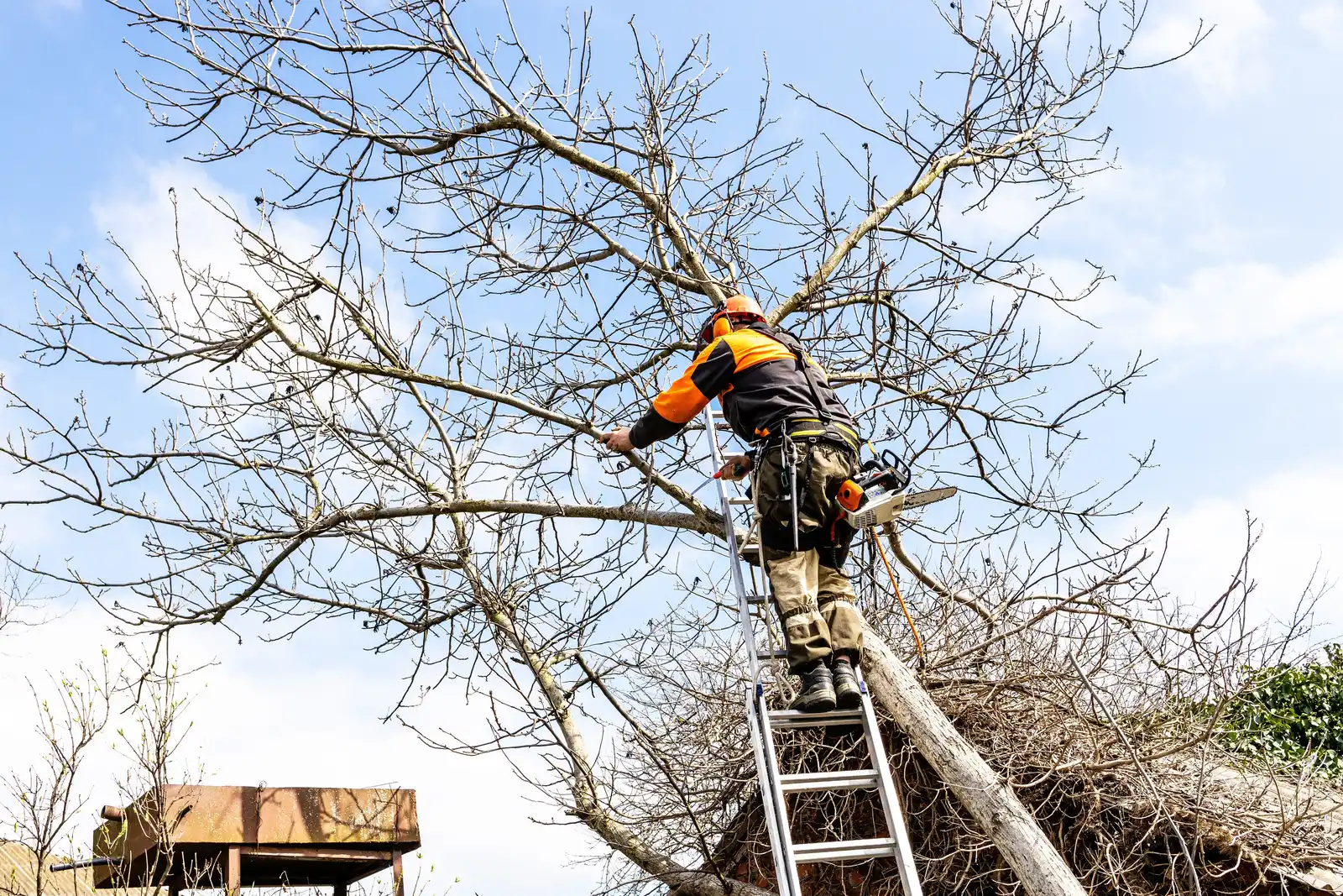 A climber in orange high-visibility gear standing on an extension ladder among the bare limbs of a large tree