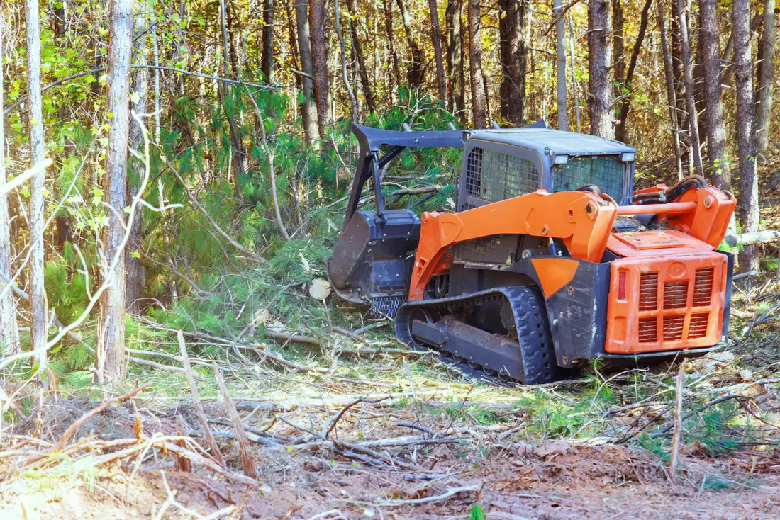 A tracked skid steer with a forestry mulcher head clearing understory brush in a stand of pines