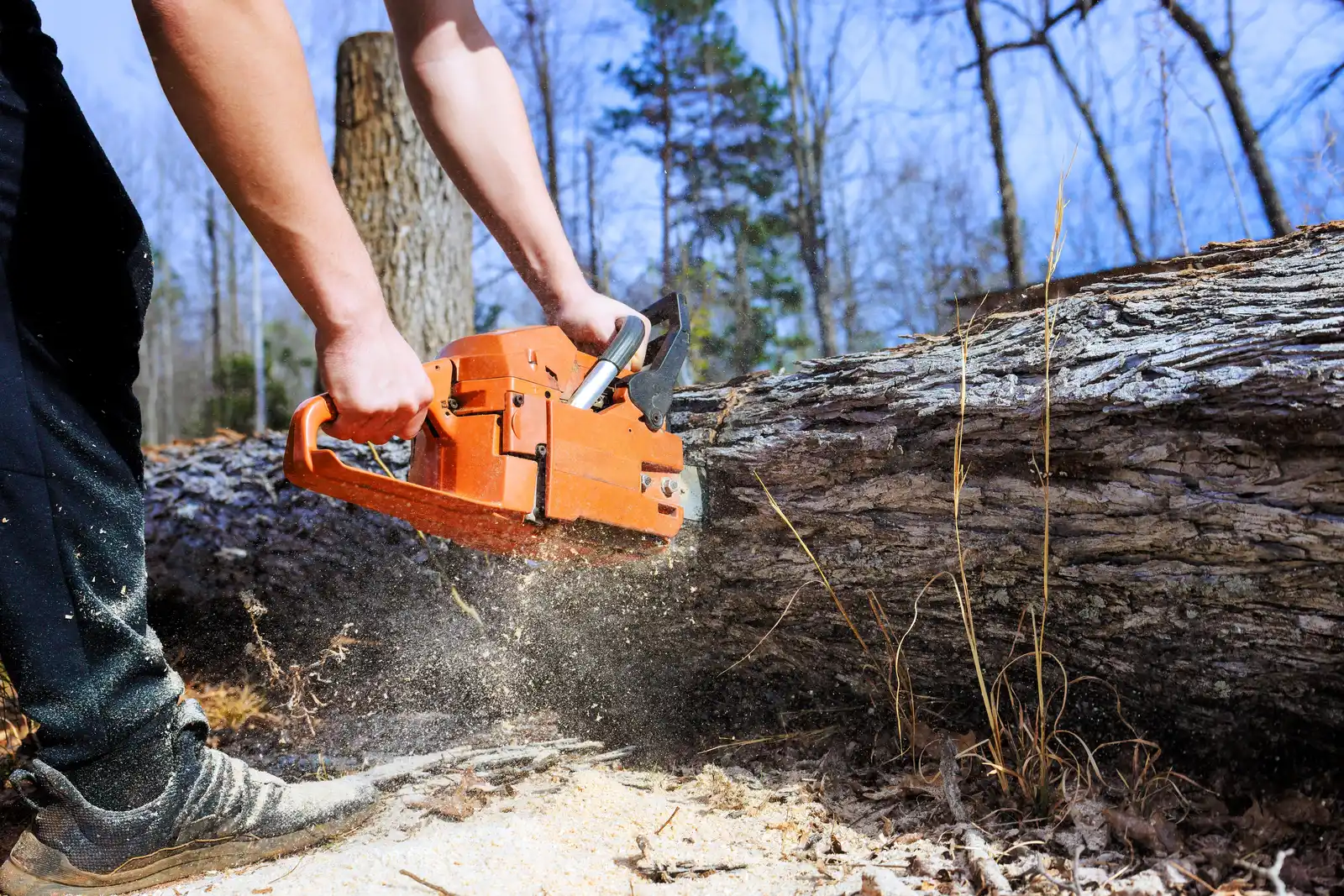 A worker cutting through a large downed trunk with an orange chainsaw, sawdust spraying across bare winter woods