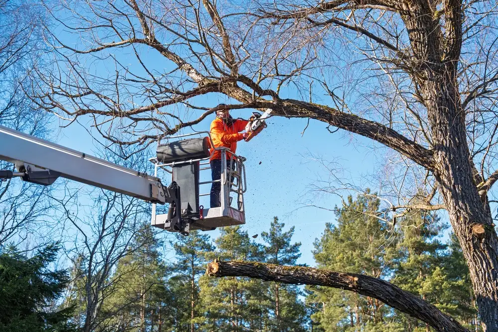 A worker in a raised lift bucket among bare branches against open sky
