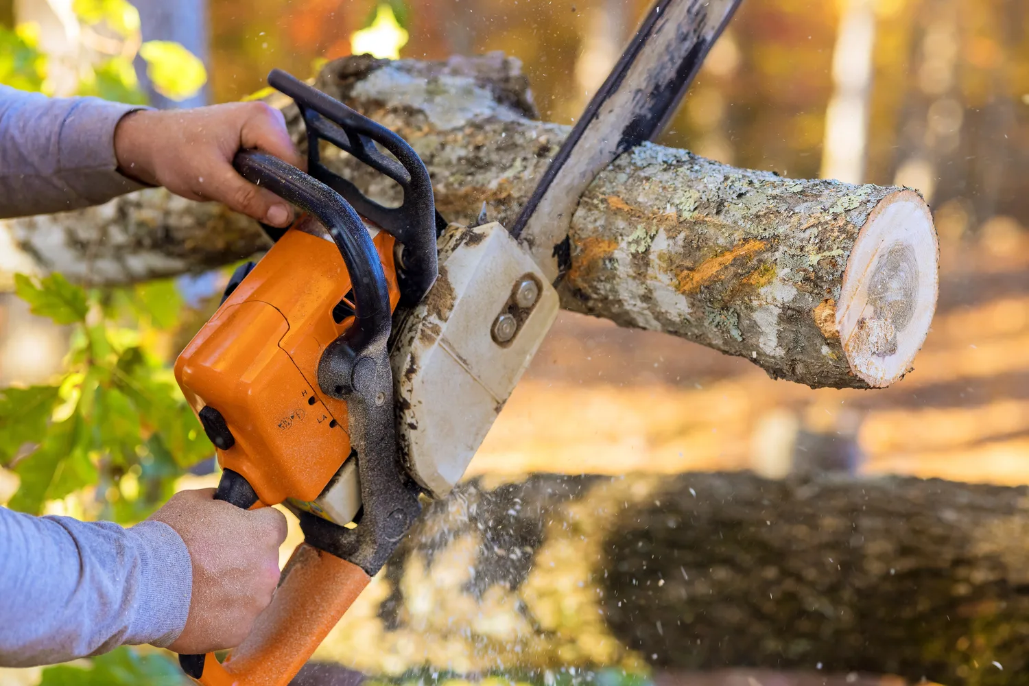 A chainsaw run through a log at close range with the bar buried in the cut
