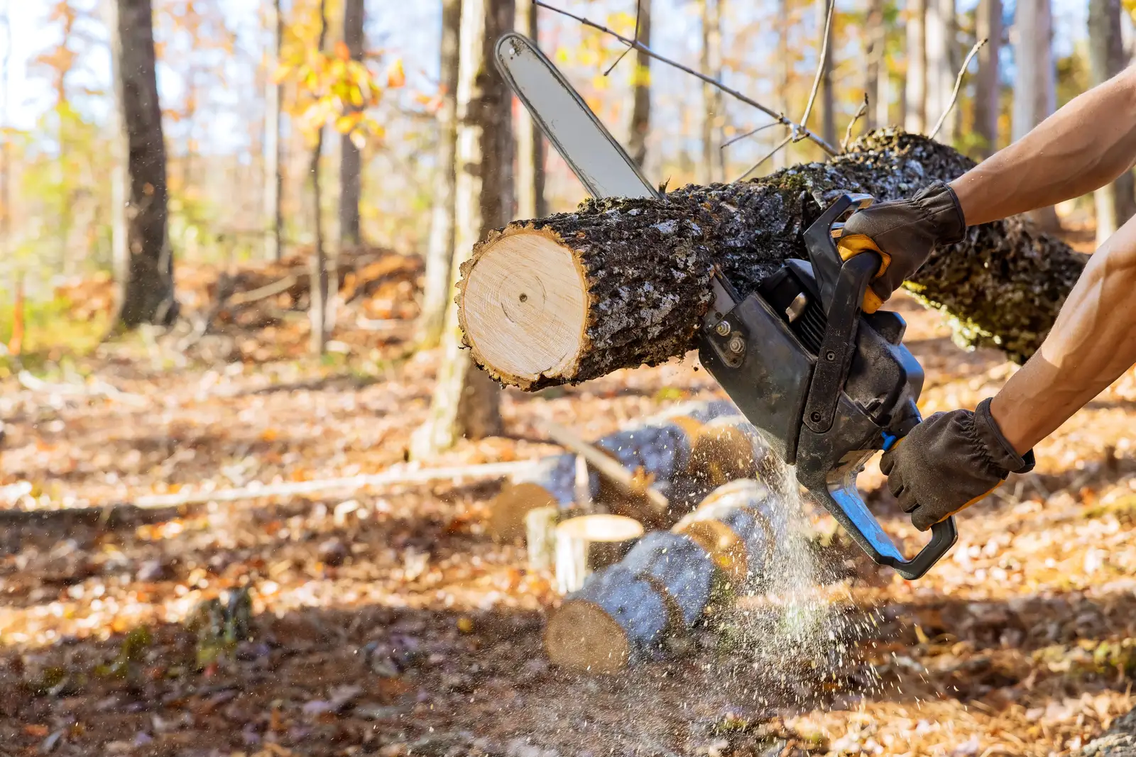 A chainsaw cutting through a felled log on the forest floor with sawdust flying
