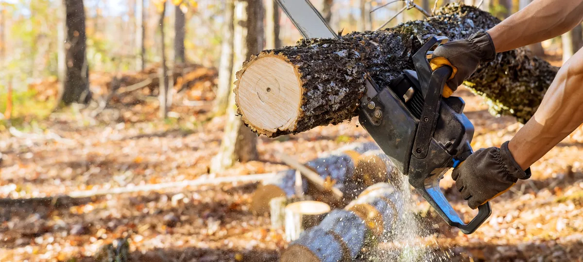 A chainsaw cutting through a felled log on the forest floor with sawdust flying