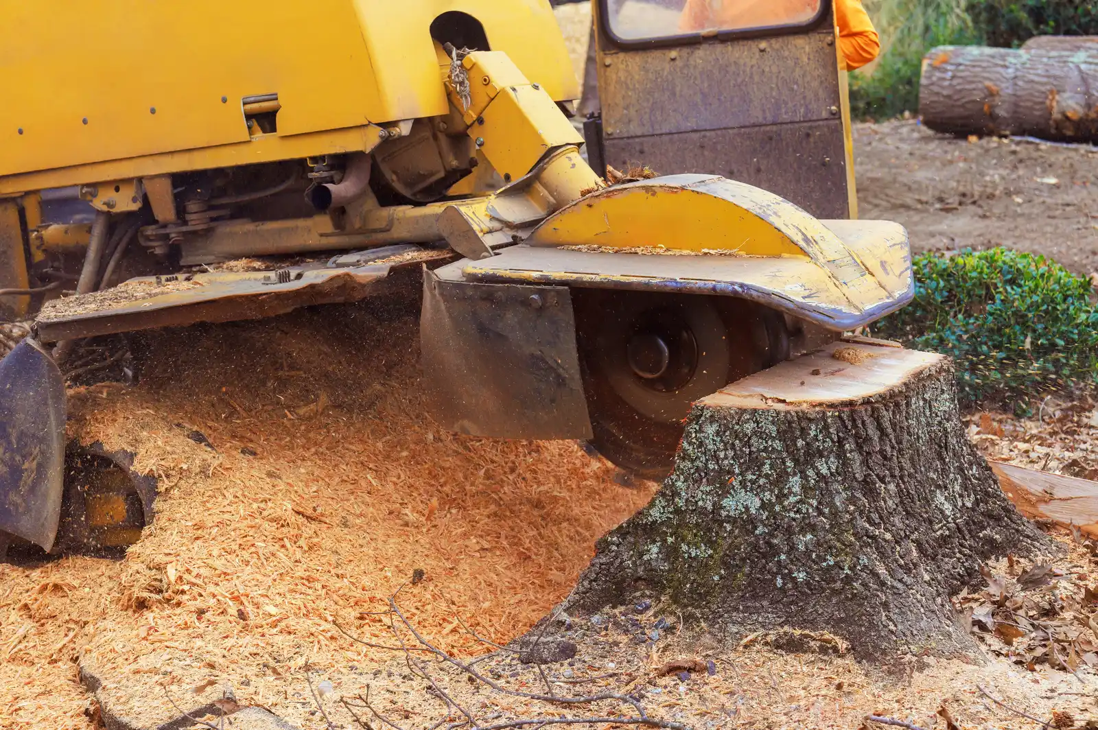 The cutting wheel of a yellow stump grinder beside a lichen-covered stump in a heap of fresh grindings