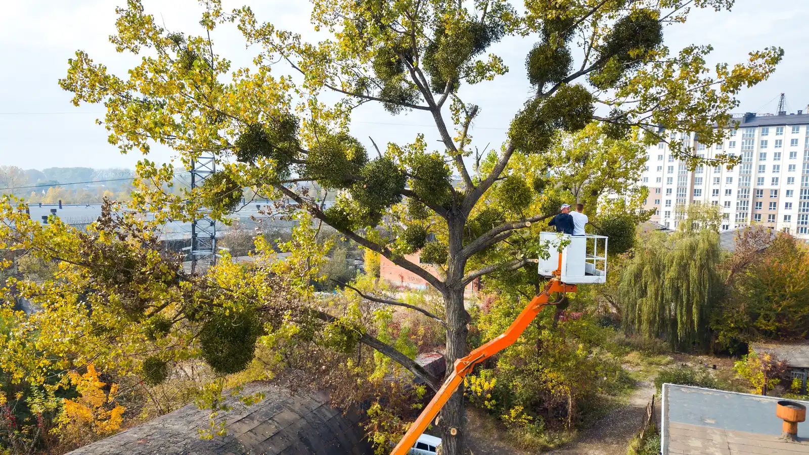 An aerial lift boom raised into a broad tree crown with cut limbs stacked on the ground