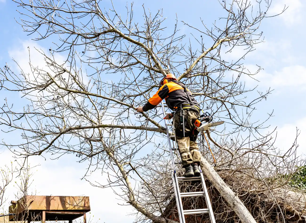 A climber working from a ladder high in a bare tree above a parked truck