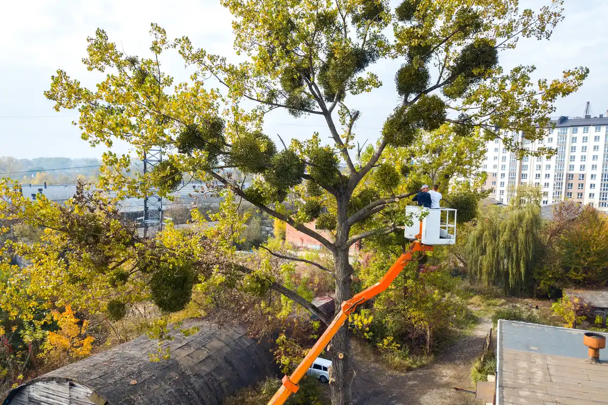 Two workers in the basket of an orange articulated boom lift pruning a tall street tree above rooftops