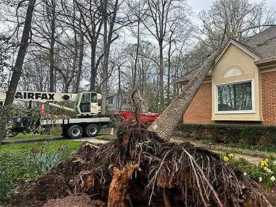 Emergency tree removal crew responding to storm damage