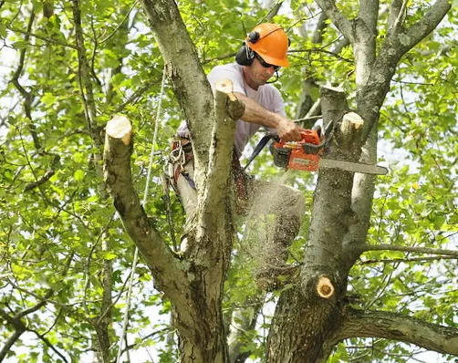 Professional stump grinding operation