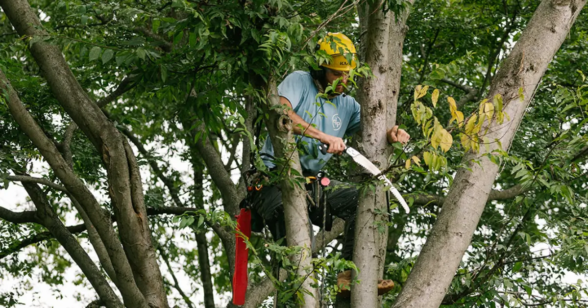 Professional tree removal operation