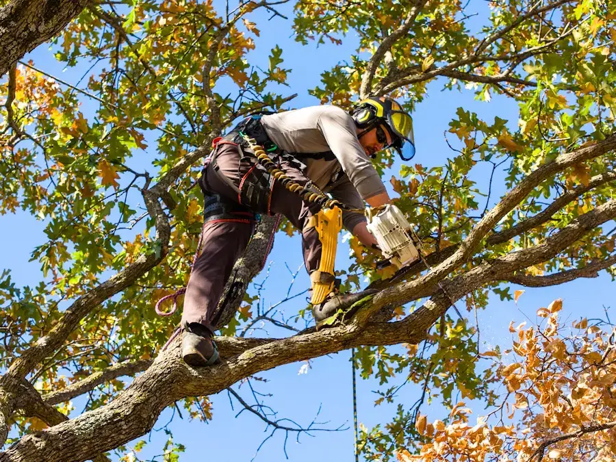 Professional tree trimming and pruning